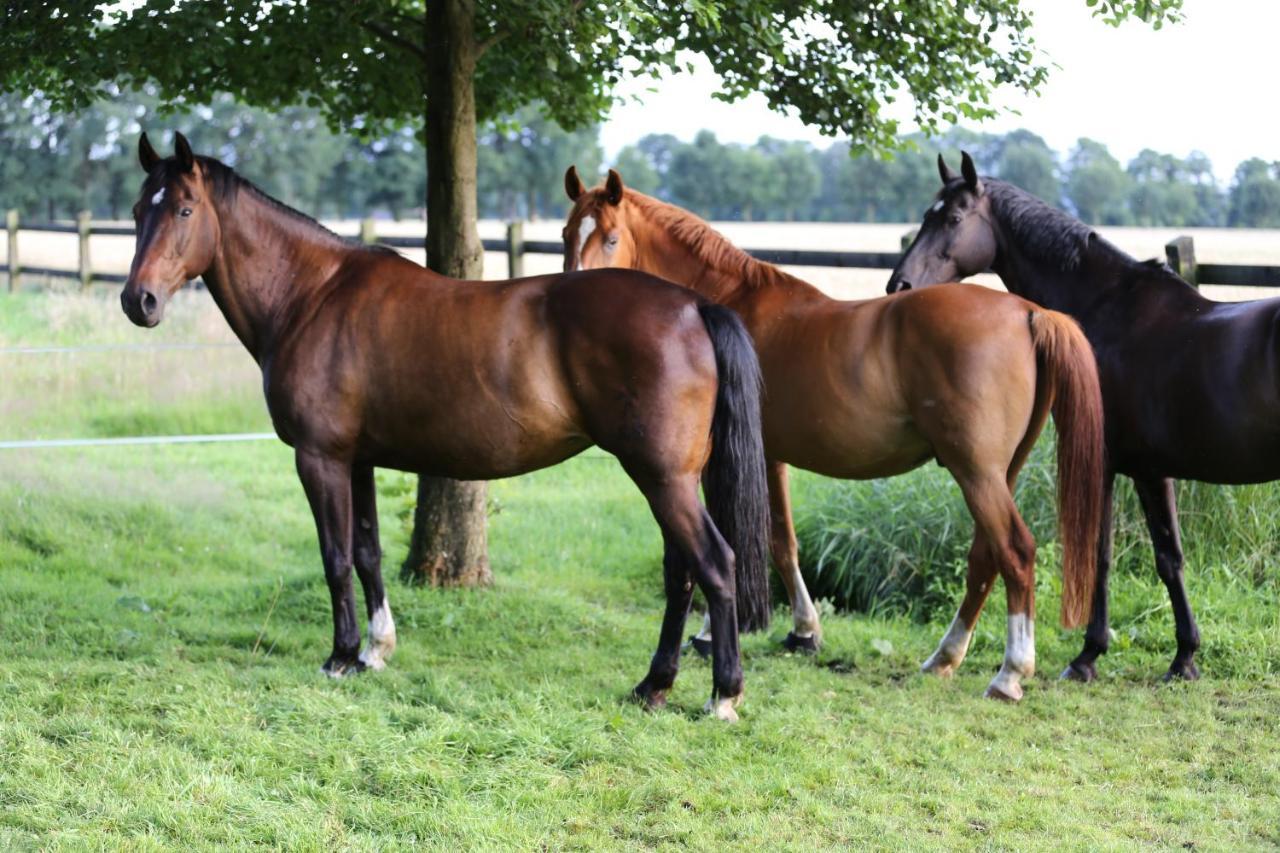 Grosse Ferienwohnung, Auf Bauernhof Mit Ponys Und Pferden, Laendlich Und Ruhig, Naehe Duemmer See Holdorf Exteriör bild
